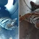 tiger death in tumkur