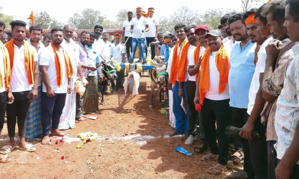 Bullock cart race kadur