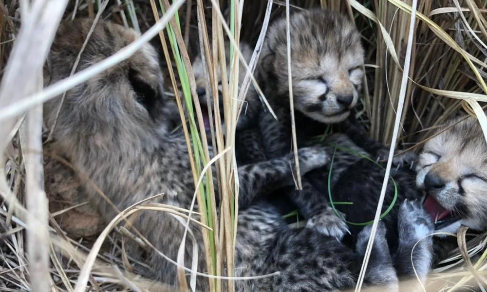 Cheetah that came from namibia to india Gives Birth To 4 Cubs