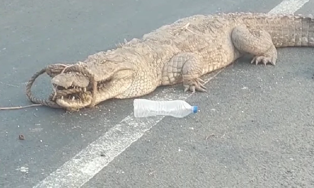 crocodile found on national highway