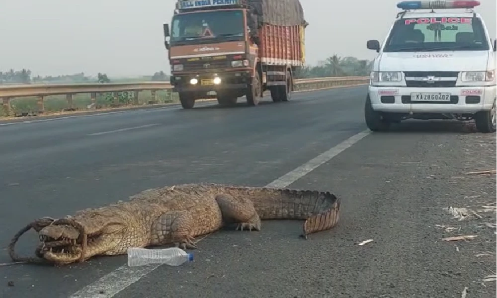 crocodile found on national highway