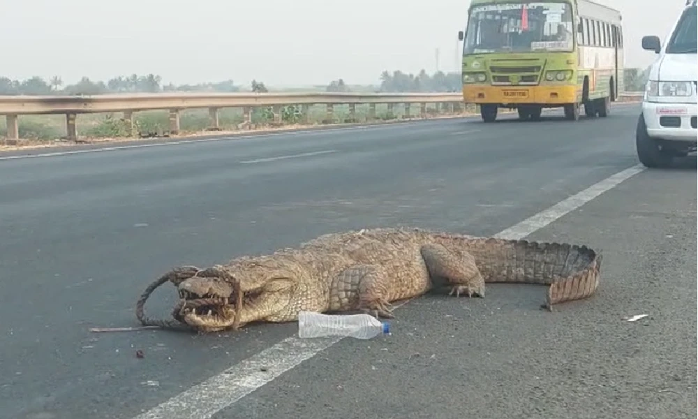 crocodile found on national highway