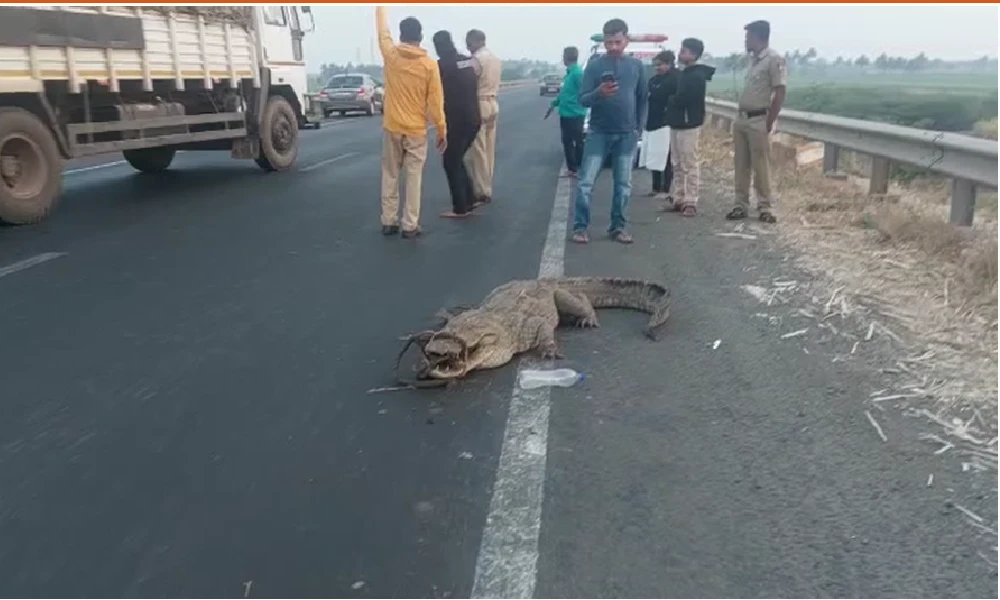 crocodile found on national highway