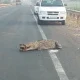 crocodile found on national highway