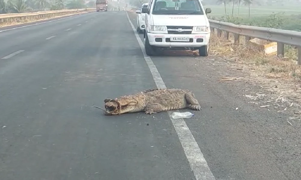 crocodile found on national highway