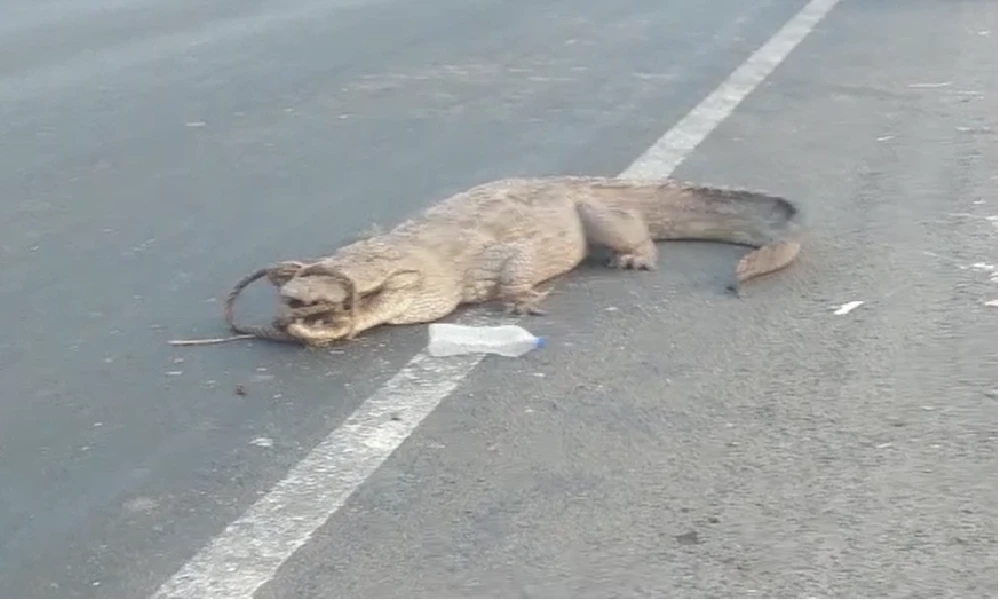 crocodile found on national highway