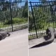 Crocodile exerted force bent the Metal bars Viral Video