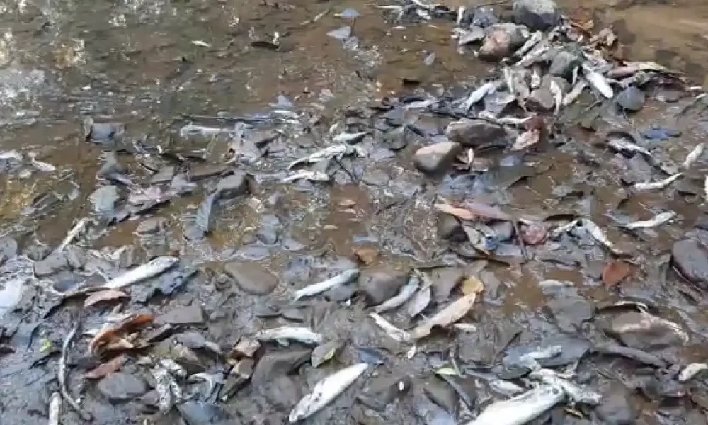 Death of fish ripponpet Kumadvati River