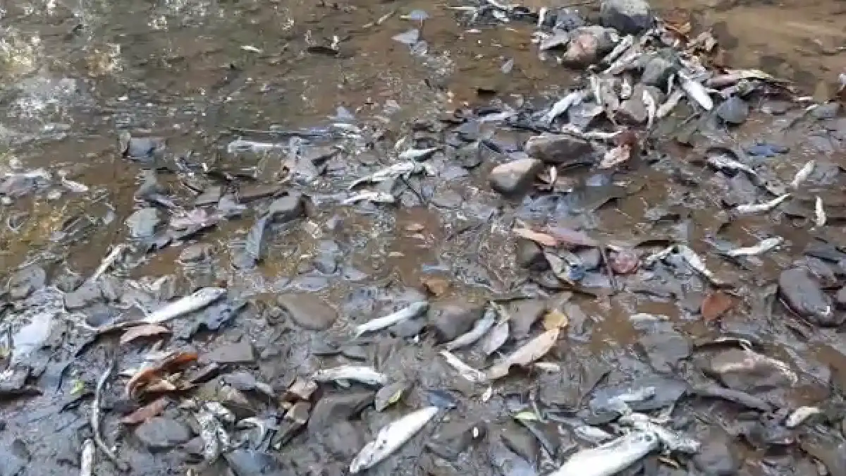 Death of fish ripponpet Kumadvati River