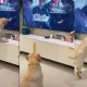 Dog Tries to eat Food Shown On TV Screen Viral Video