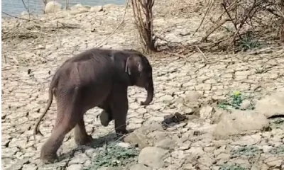 Viral Video, 4 year old elephant rescued from pond in Tamil Nadu