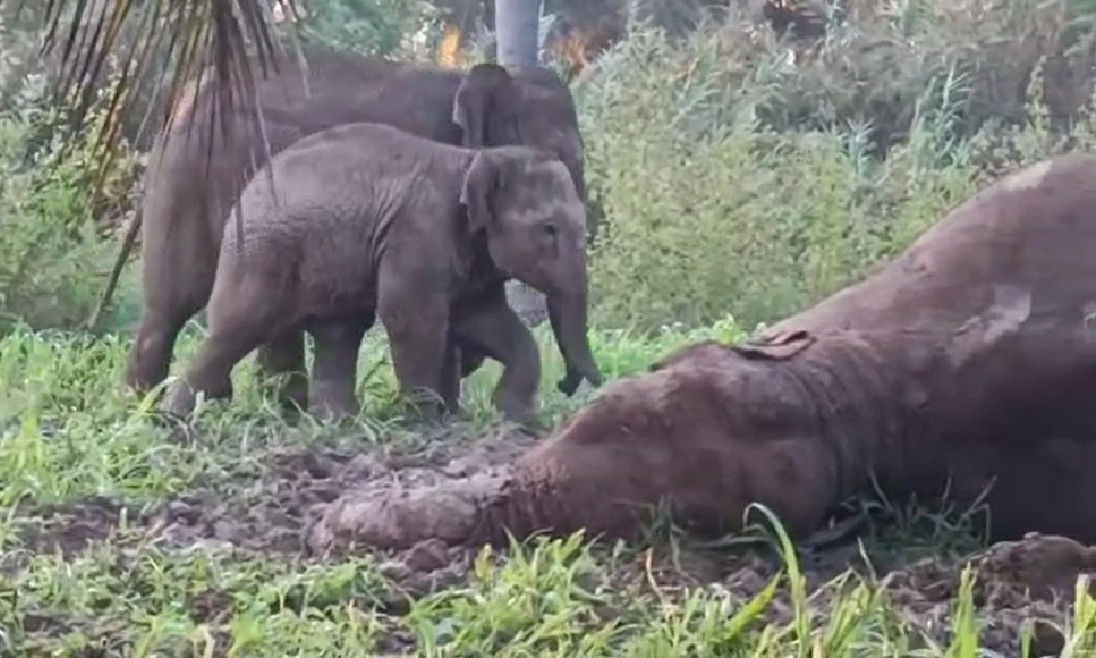 Three wild elephants die of electrocution