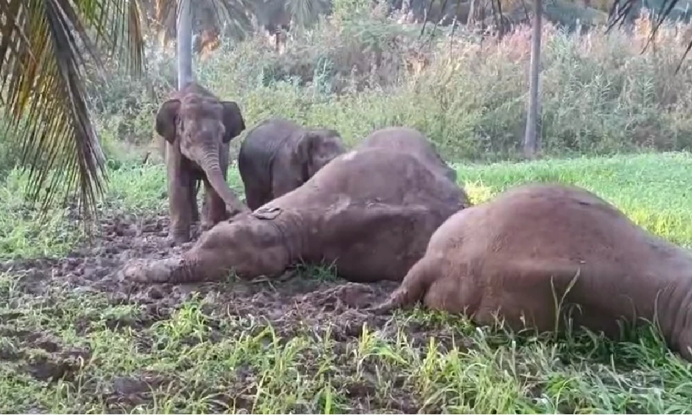 Three wild elephants die of electrocution
