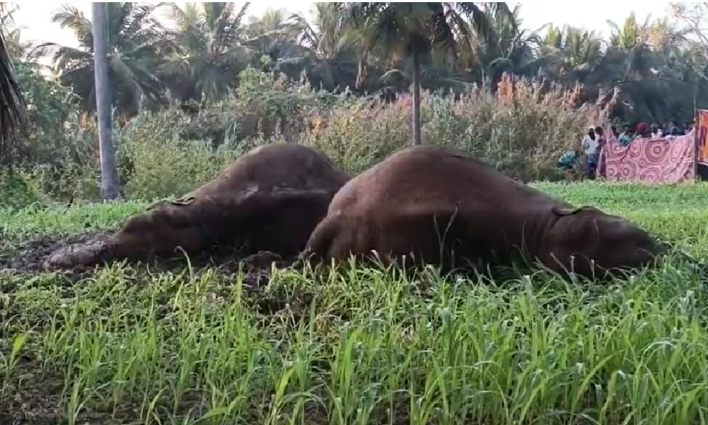 Three wild elephants die of electrocution
