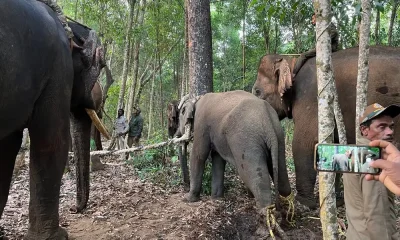 Elephant trap