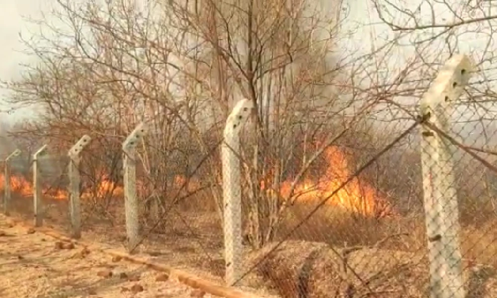 Miscreants set fire to stack of paddy straw stored at Koppal gaushala and Forest fire breaks out in Bidar