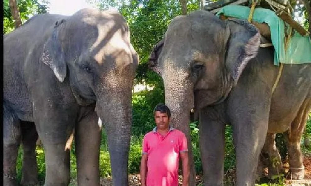 The imam wrote a will of five crore rupees property to elephants