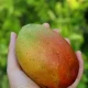 Is Mango Good For Diabetes 6