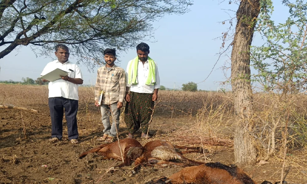 Sheep killed in lightning in Raichur