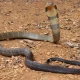 King Cobra Standing Up Video Viral