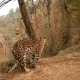 Leopard Performs Surya Namaskar viral Video
