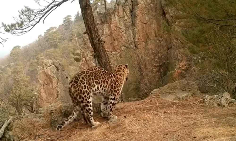 Leopard Performs Surya Namaskar viral Video