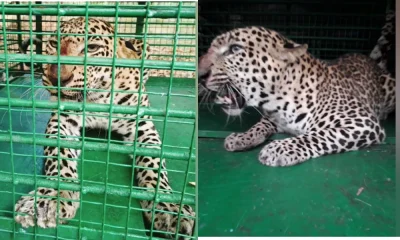 Leopard falls into cage in Udupi