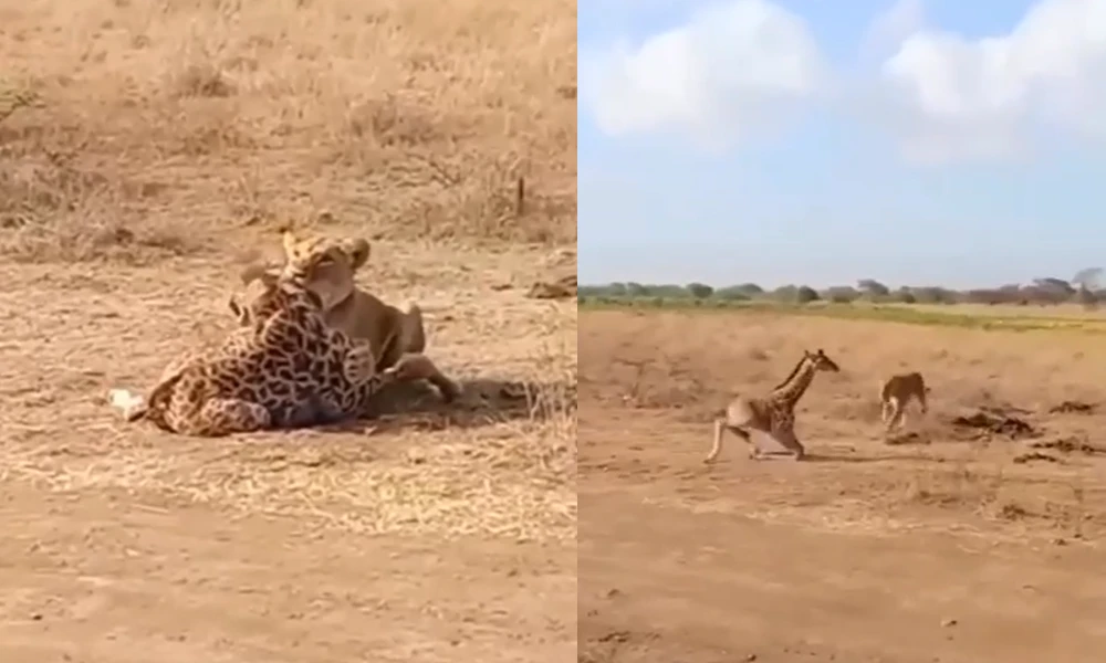 Lion Attacks Giraffe Calf Video Viral