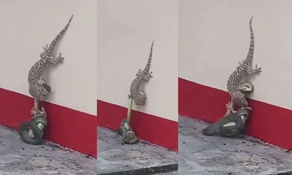 Lizard Fights With Snake viral Video