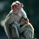 70-year-old woman dies after monkeys attack in Telangana