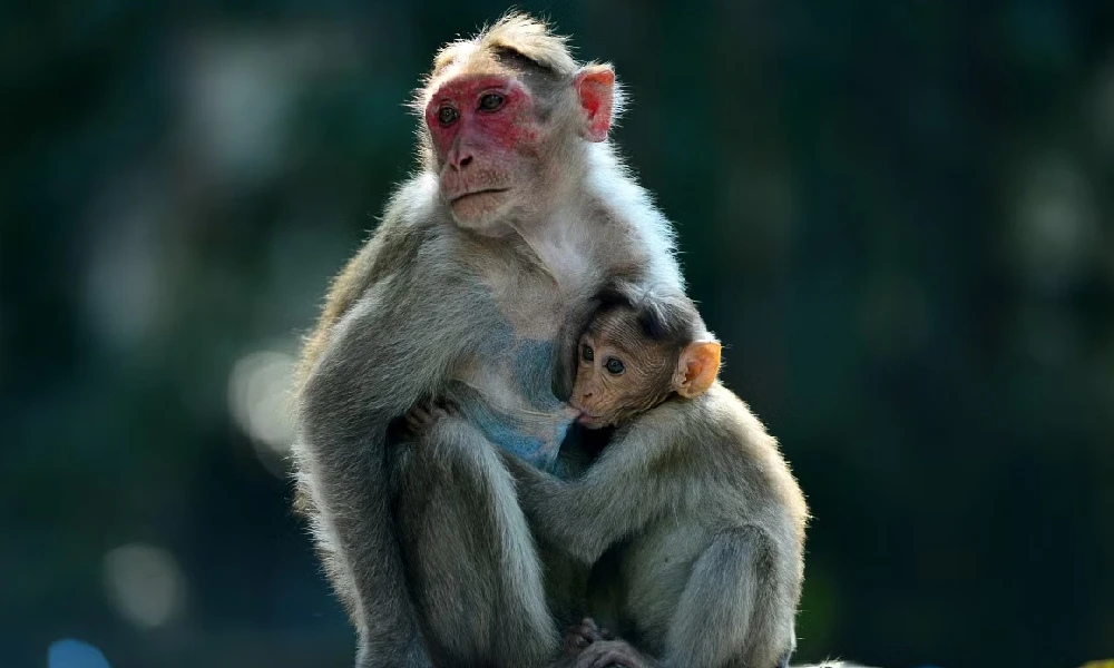 70-year-old woman dies after monkeys attack in Telangana