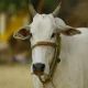 NITI Aayog task force suggests cow dung, cow urine to boost organic matter in soil