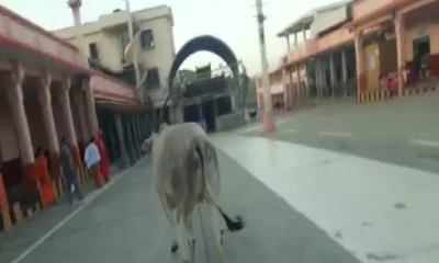 Siddalinga Swamiji of Siddaganga Mutt saw a cow and came running away Video goes viral