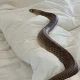 6 Foot Long Snake On Bed of Woman in Australia
