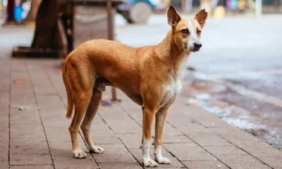 Man caught on CCTV raping stray dog in Patna