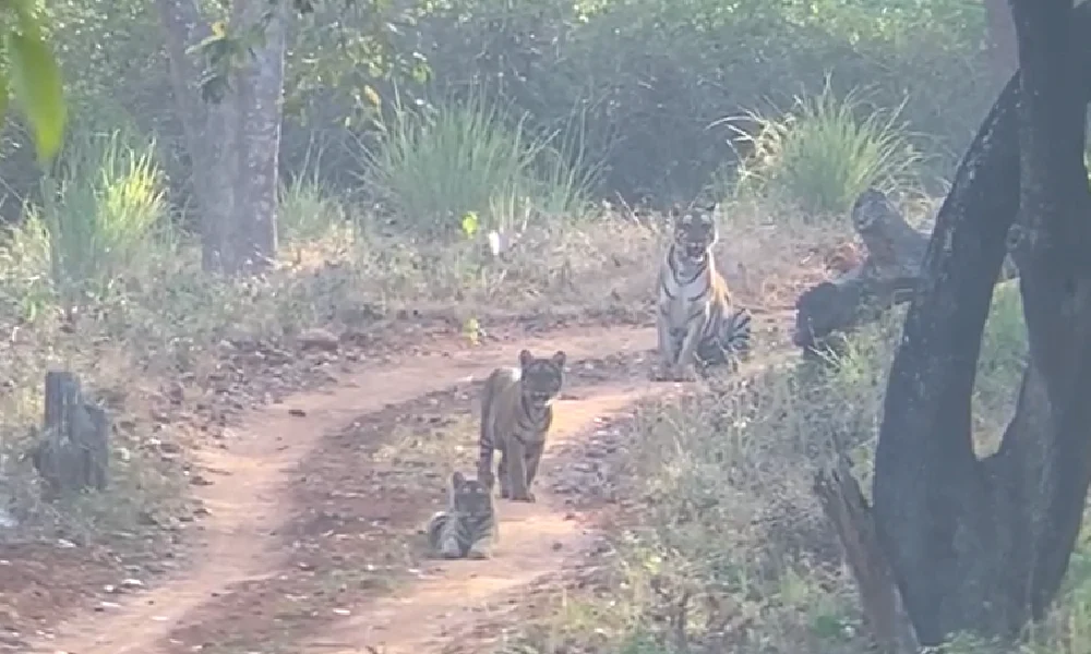 Tiger Safari 3 tiger spotted at Biligiri Ranganatha Swamy Hill