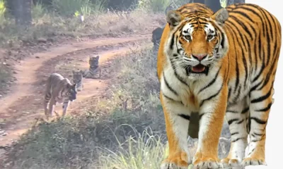Tiger Safari 3 tiger spotted at Biligiri Ranganatha Swamy Hill