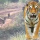 Tiger Safari 3 tiger spotted at Biligiri Ranganatha Swamy Hill