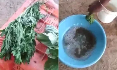 Man Dips Leafy Vegetables In Chemical Solution, Here is a video