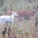 Rare White Albino Deer Spotted In UP's Katarniya Ghat
