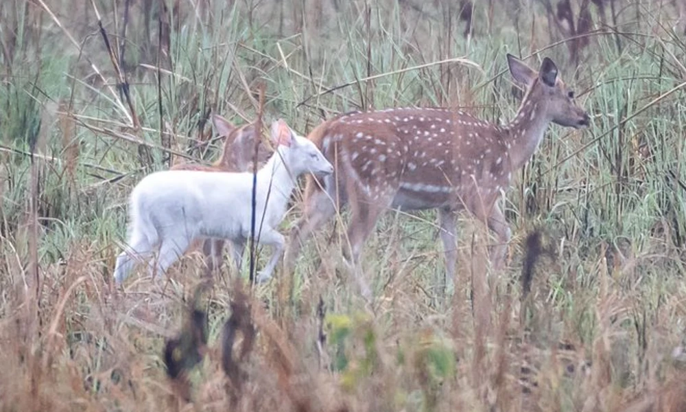 Rare White Albino Deer Spotted In UP's Katarniya Ghat