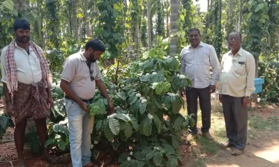 coffee crop Challakere
