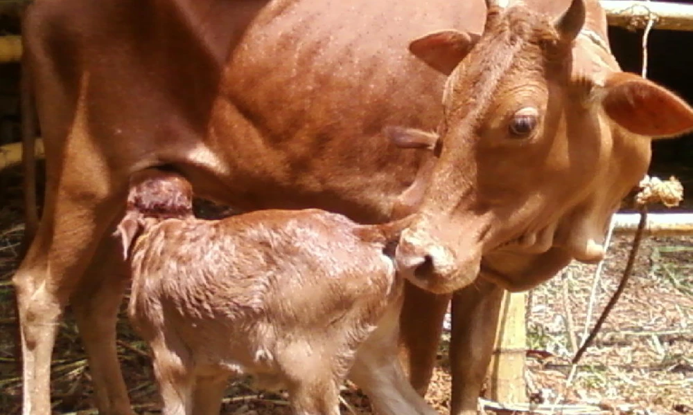 How Uttar Pradesh's scientists found that cow surrogacy technique can lead to more milk production
