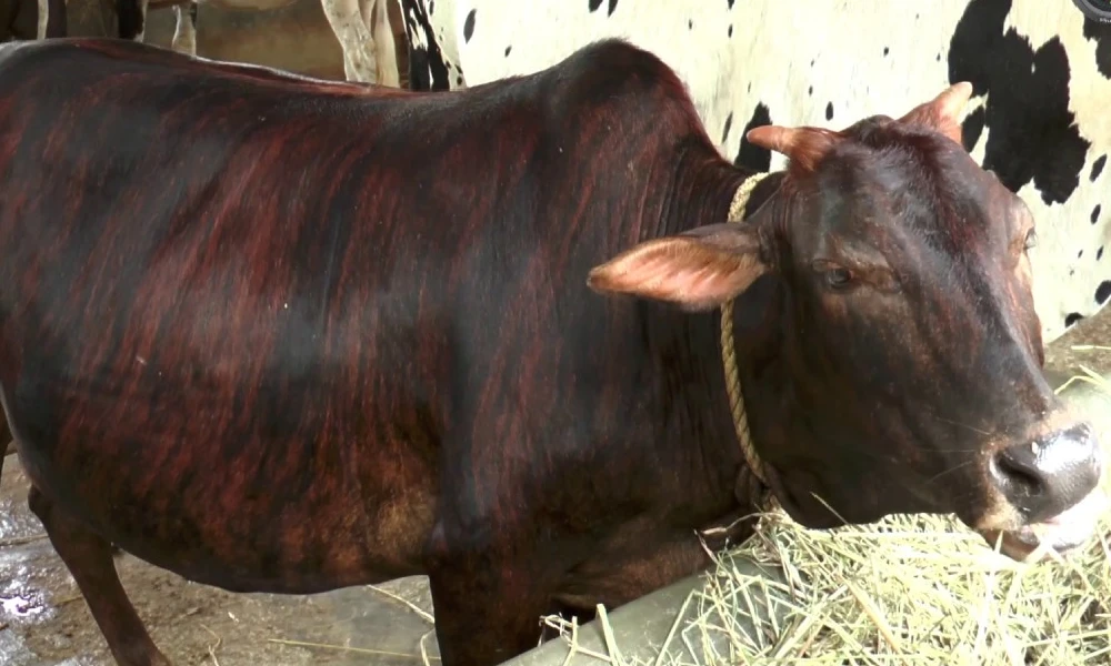 importance of desi cow dung vibhuti