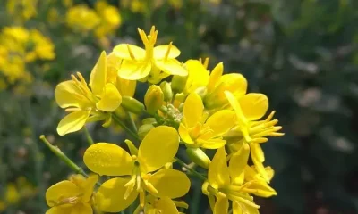 effective properties of mustard flower 6