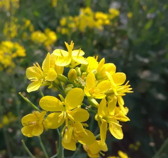 effective properties of mustard flower 6