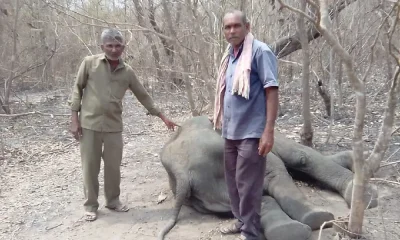 Elephant death
