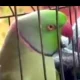 The parrot said the name of the killers!