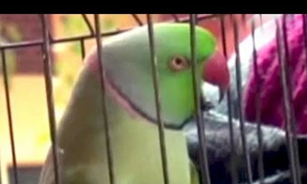 The parrot said the name of the killers!