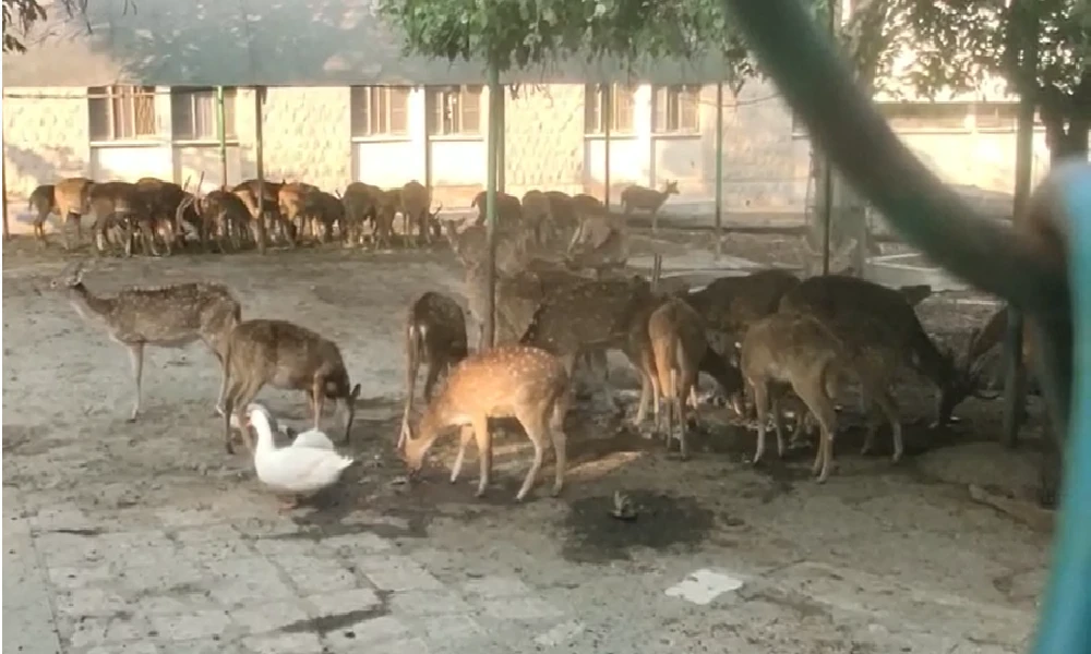 More than 50 deer found illegally at St John's Medical College, Inspection by forest officials